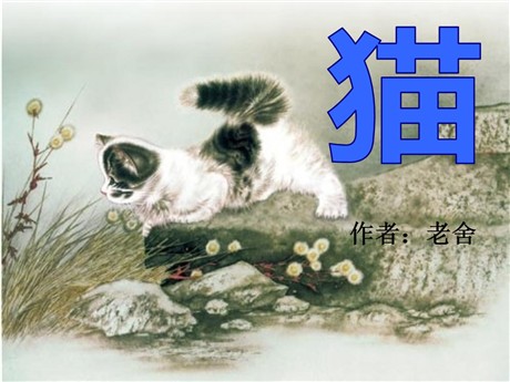 《猫》PPT课件5