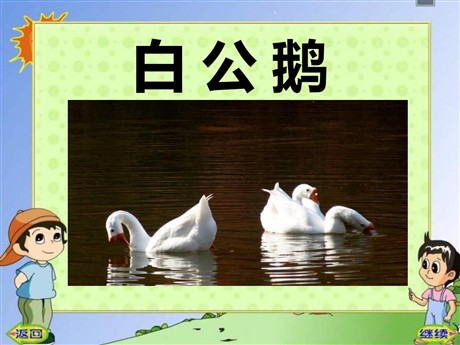 《白公鹅》PPT课件6