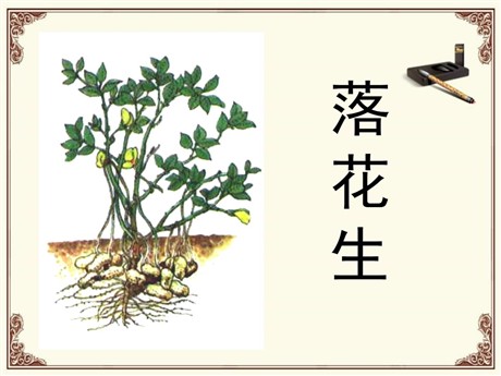 《落花生》PPT课件9