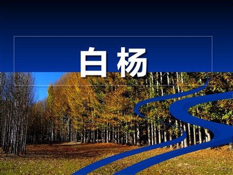 《白杨》PPT课件6