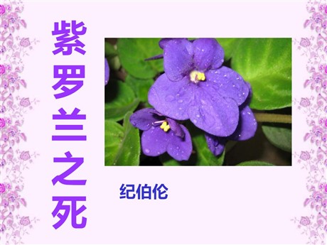 《紫罗兰之死》PPT课件2