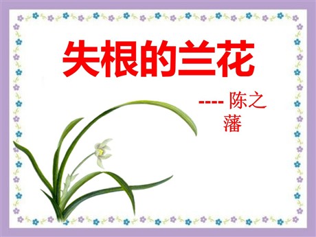 《失根的兰花》PPT课件