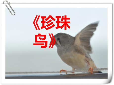 《珍珠鸟》PPT课件13