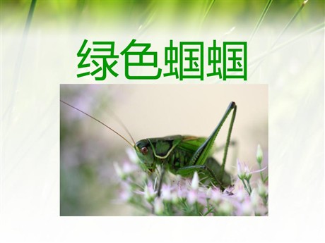《绿色蝈蝈》PPT课件4