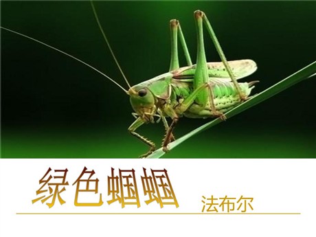 《绿色蝈蝈》PPT课件5