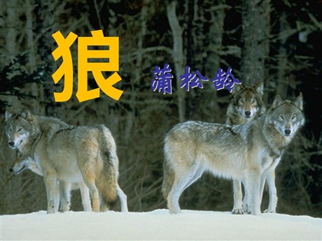 《狼》PPT课件6