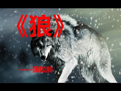 《狼》PPT课件7