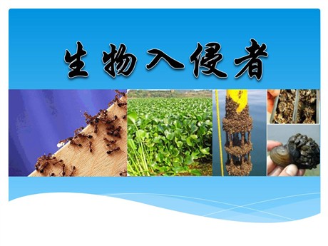 《生物入侵者》PPT课件3