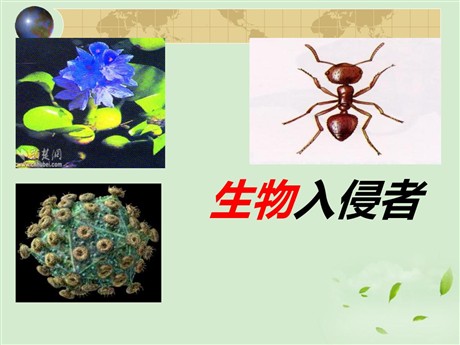 《生物入侵者》PPT课件5