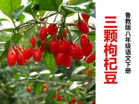 《三颗枸杞豆》PPT课件2