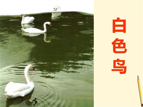 《白色鸟》PPT课件