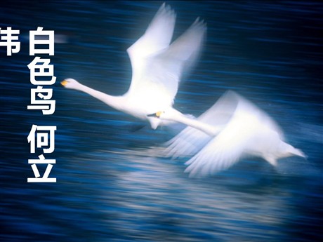 《白色鸟》PPT课件2