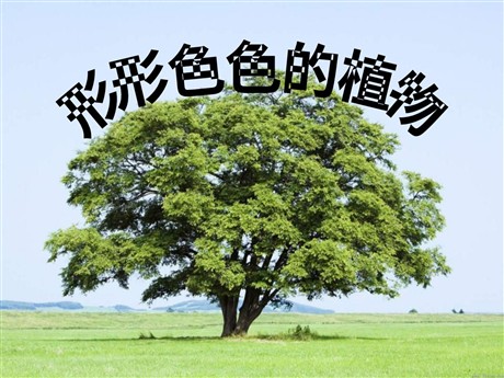 《形形色色的植物》PPT课件2