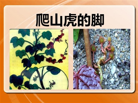 《爬山虎的脚》PPT课件3