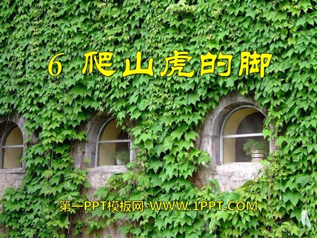 《爬山虎的脚》PPT课件5