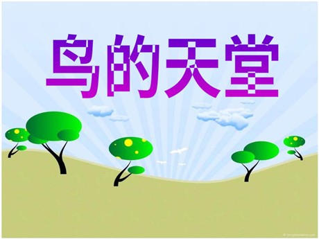 《鸟的天堂》PPT课件6