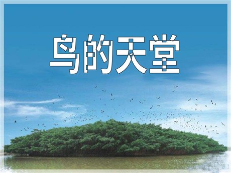 《鸟的天堂》PPT课件7