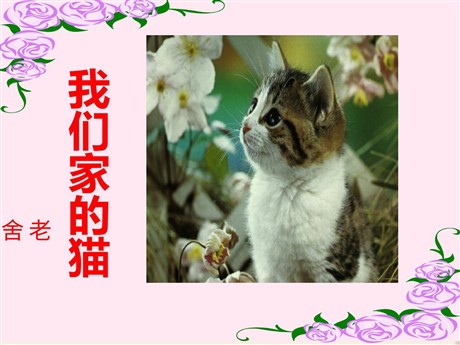 《我们家的猫》PPT课件