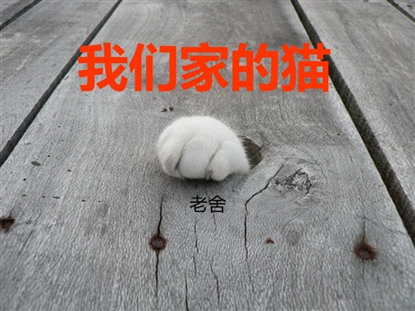 《我们家的猫》PPT课件4