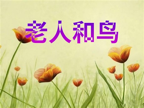 《老人和鸟》PPT课件