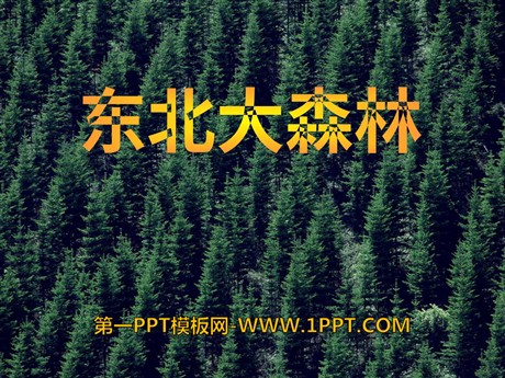 《东北大森林》PPT课件