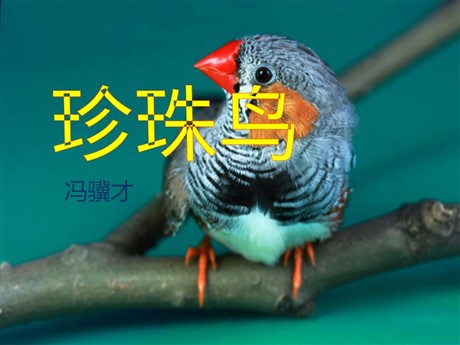 《珍珠鸟》PPT课件16