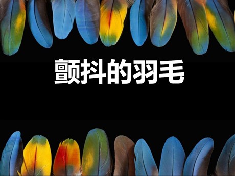 《颤抖的羽毛》PPT课件