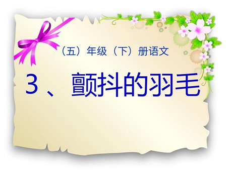 《颤抖的羽毛》PPT课件4