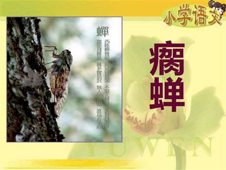 《瘸蝉》PPT课件