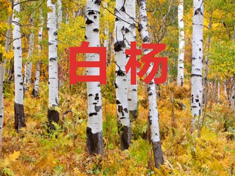 《白杨》PPT课件9