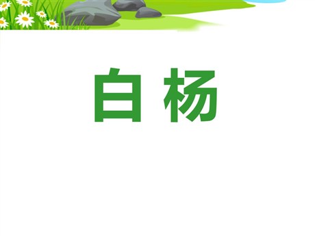 《白杨》PPT课件11