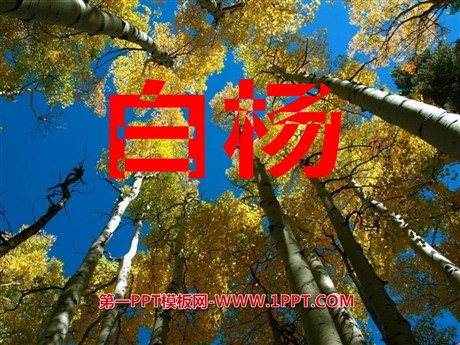 《白杨》PPT课件12
