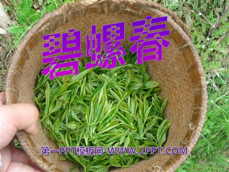 《碧螺春》PPT课件3