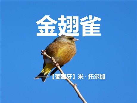 《金翅雀》PPT课件3