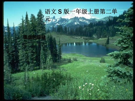 《雨后的森林》PPT课件