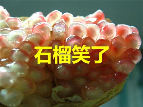 《石榴笑了》PPT课件2