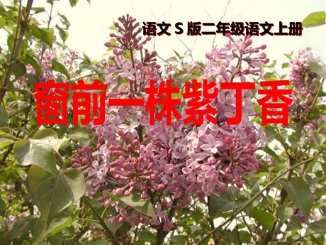 《窗前一株紫丁香》PPT课件2