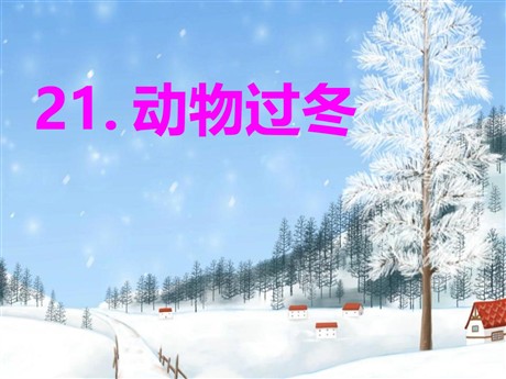 《动物过冬》PPT课件3