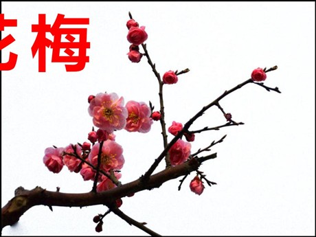 《梅花》PPT课件