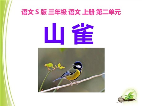 《山雀》PPT课件2