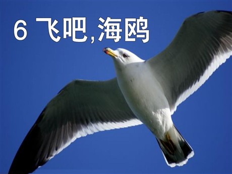 《飞吧，海鸥》PPT课件2
