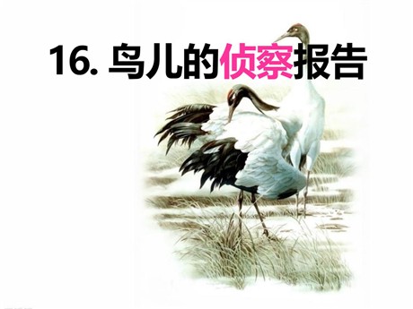 《鸟儿的侦察报告》PPT课件5