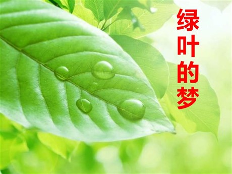 《绿叶的梦》PPT课件5