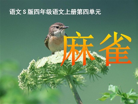 《麻雀》PPT课件5