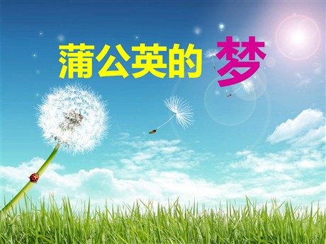 《蒲公英的梦》PPT课件3