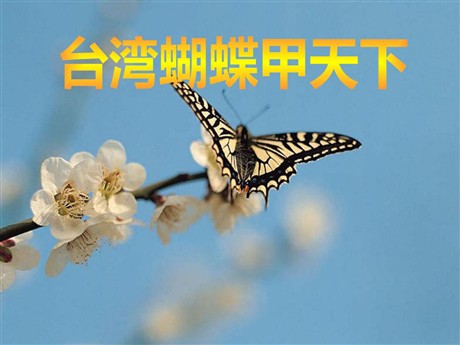 《台湾蝴蝶甲天下》PPT课件2