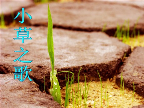 《小草之歌》PPT课件