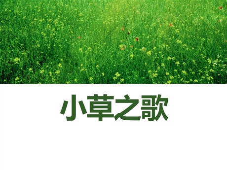《小草之歌》PPT课件5