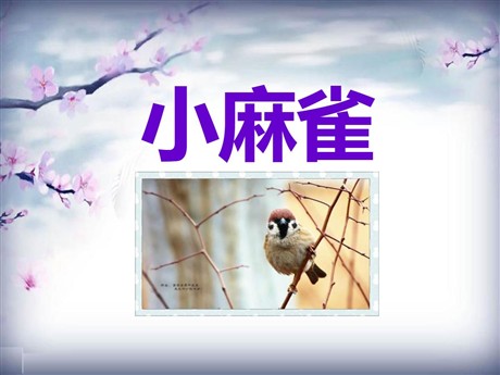 《小麻雀》PPT课件4