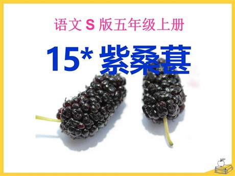 《紫桑葚》PPT课件2